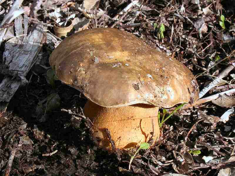  Image name: 104 Porcino.jpg 
 width: 800 pixel 
 height: 600 pixel 
 Size: 59213 bytes 
 Click to enlarge 